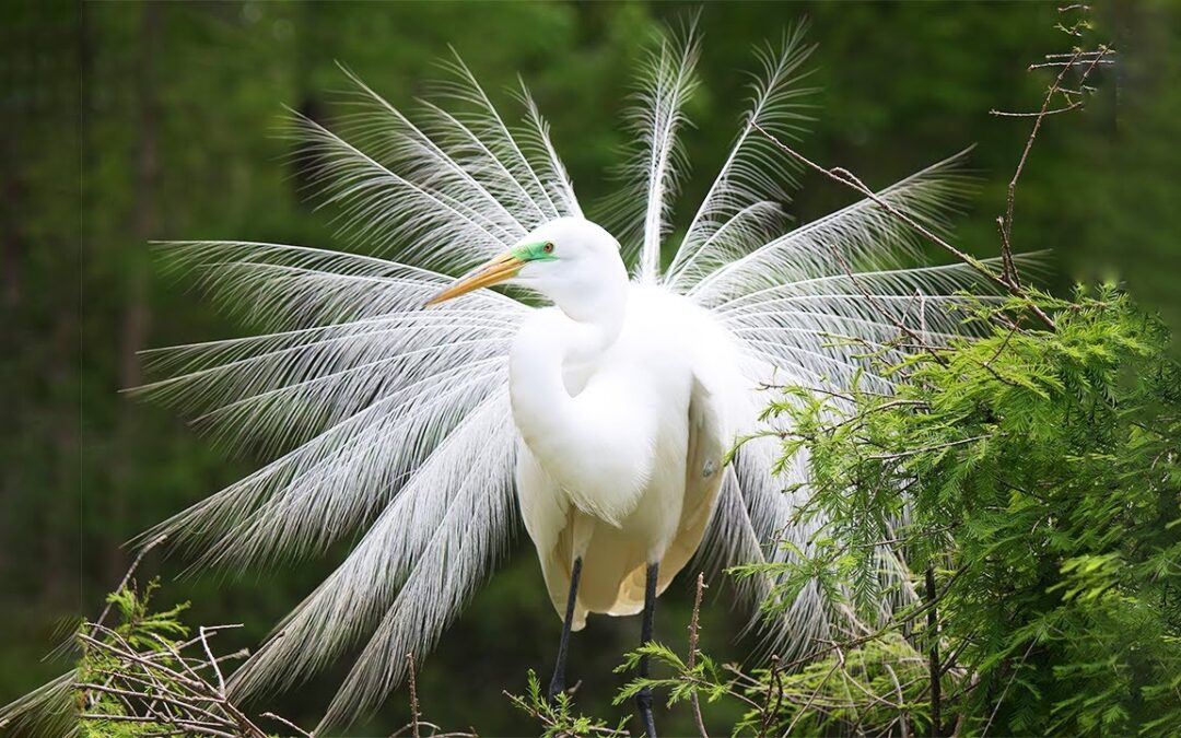 A Woman’s Beauty is Like a White Frail Bird: W.B. Yeats Poems Inspired by Iseult Gonne