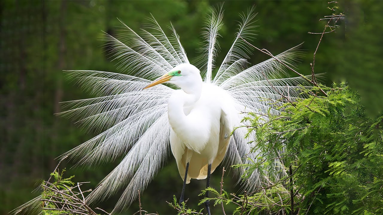 white bird image